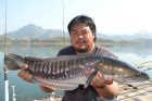 Giant Snakehead