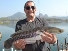 Giant Snakehead