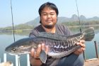 Giant Snakehead