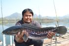 Giant Snakehead