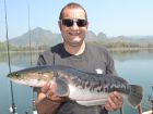 Giant Snakehead