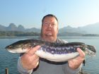 Giant Snakehead