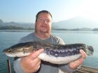 Giant Snakehead