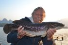 Giant Snakehead