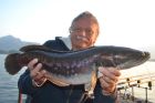 Giant Snakehead