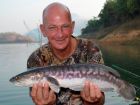 Giant Snakehead