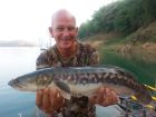 Giant Snakehead