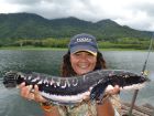 Giant Snakehead