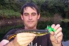 Giant Snakehead