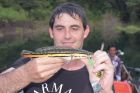 Giant Snakehead