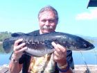 Giant Snakehead