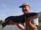 Giant Snakehead