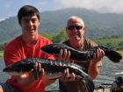 Giant Snakehead