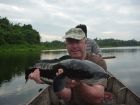 Giant Snakehead
