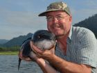 Giant Snakehead