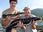 Giant Snakehead