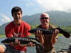 Giant Snakehead