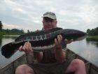 Giant Snakehead
