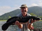 Giant Snakehead