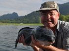 Giant Snakehead