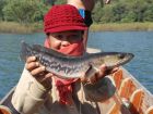 Giant Snakehead