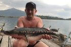 Giant Snakehead