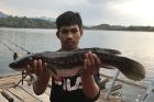 Giant Snakehead