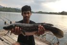 Giant Snakehead