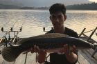 Giant Snakehead