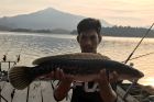 Giant Snakehead