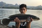 Giant Snakehead