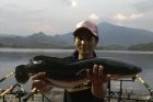Giant Snakehead