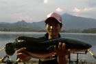 Giant Snakehead