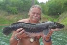 Giant Snakehead