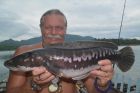 Giant Snakehead