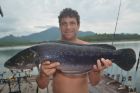 Giant Snakehead
