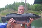 Giant Snakehead