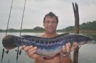 Giant Snakehead