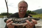 Giant Snakehead