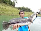 Giant Snakehead
