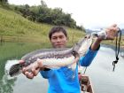 Giant Snakehead