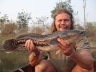Giant Snakehead