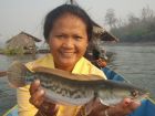 Giant Snakehead