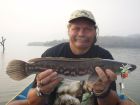 Giant Snakehead