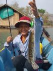 Giant Snakehead