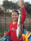 Giant Snakehead