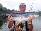 Giant Snakehead
