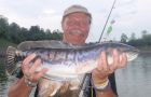Giant Snakehead
