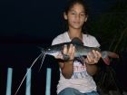 Thai Redtail Catfish