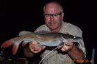 Thai Redtail Catfish